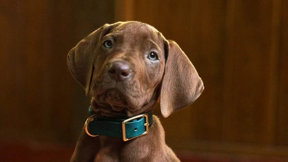 Netflix conclui filmagens de Scooby-Doo: Origins e mostra novo visual do cão