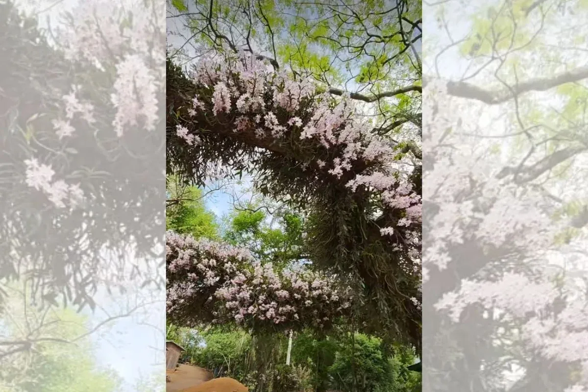 Idoso cultiva orquídeas em árvores e transforma margem de rodovia em jardim