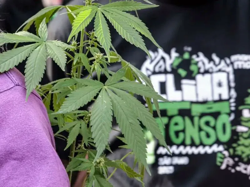 Audiências presenciais têm mais liberdade provisória em casos de drogas