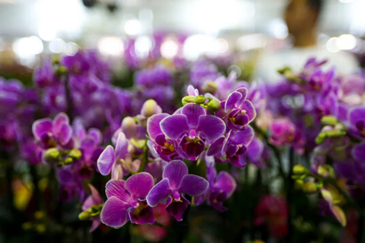 Como cuidar de orquídeas para mantê-las por anos