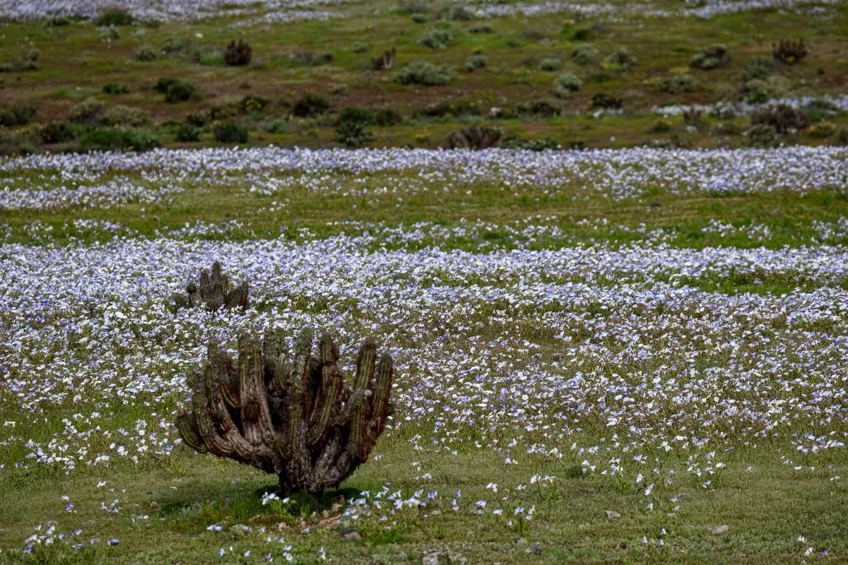 Atacama deve atingir pico de floração em outubro após chuvas