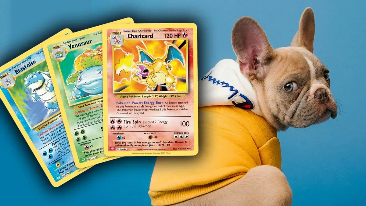 Filhotes de buldogue francês são oferecidos em troca de cartas Pokémon