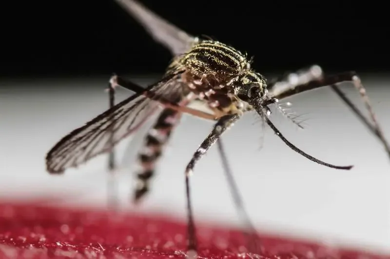 Dengue já matou 42 pessoas e soma 58.683 casos em São Paulo
