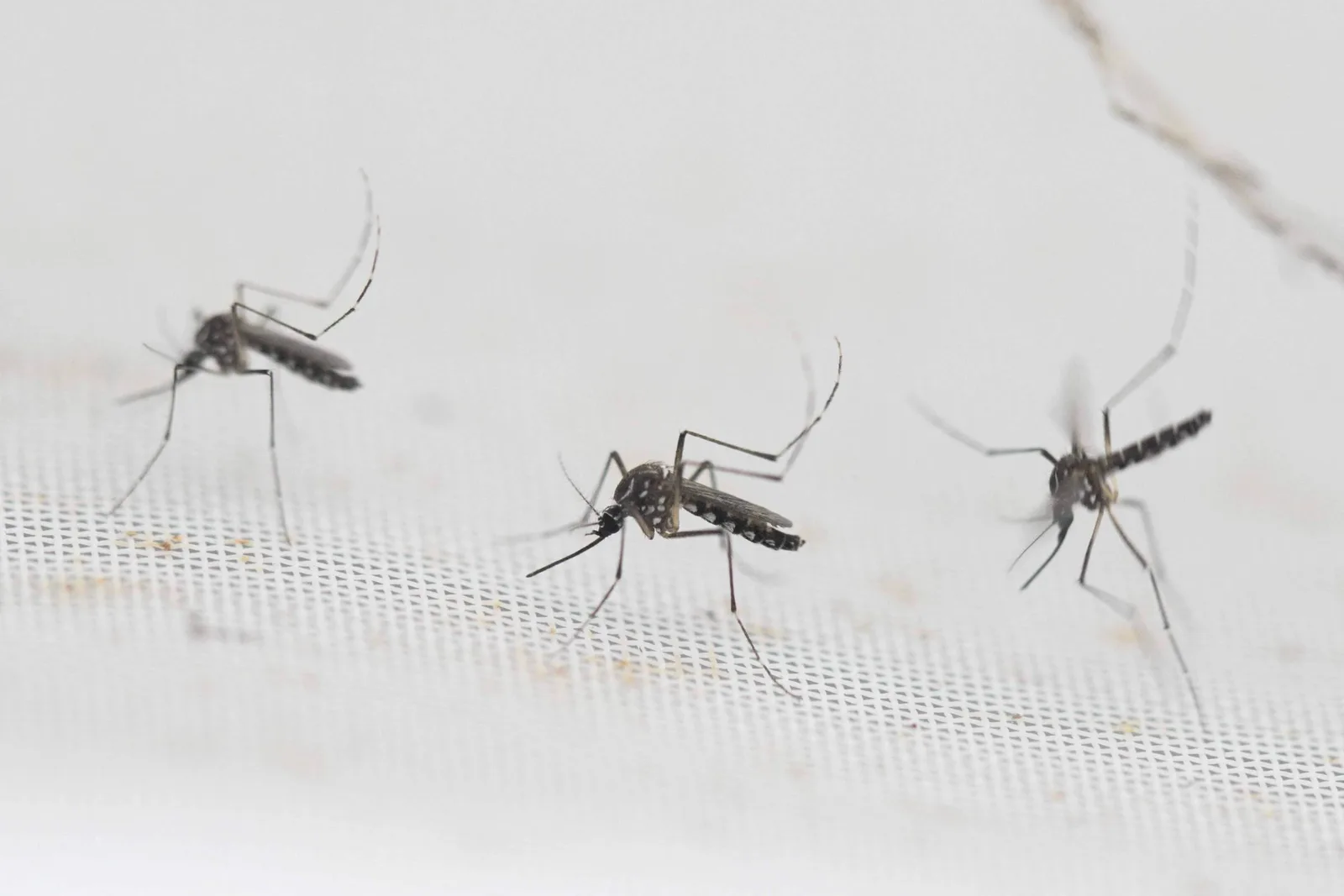 Dengue atinge nível de epidemia em 81 cidades de São Paulo