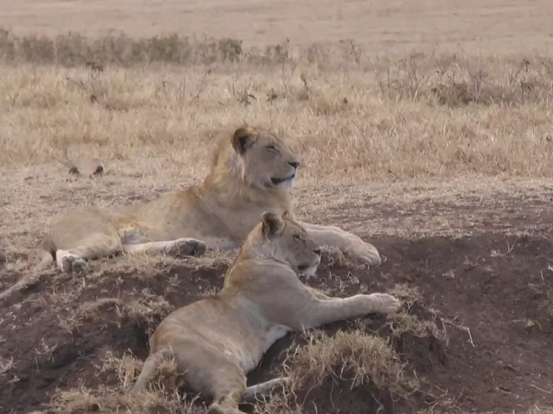 Investigação apura morte de dez leões em Ngorongoro