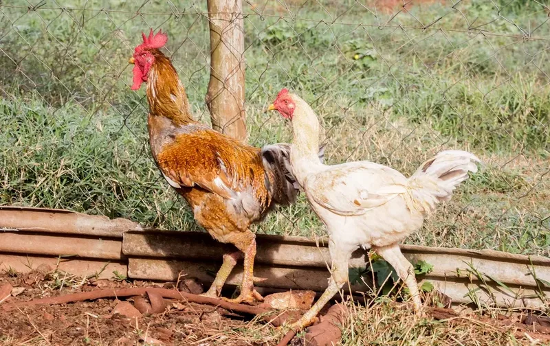 UE avalia retomada de compras de frango e mel do Brasil