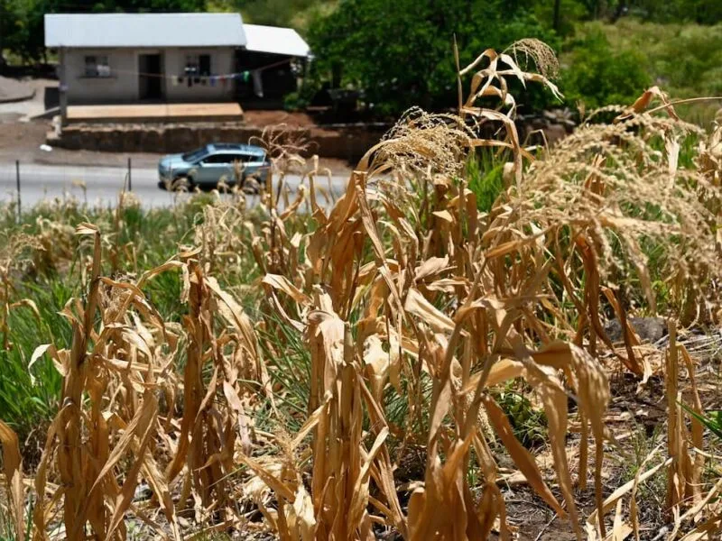 Falta de água força venda de gado e reduz comida na América Central